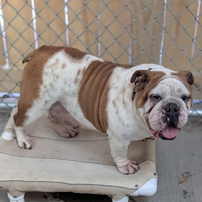 Magnolia thumbnail 2