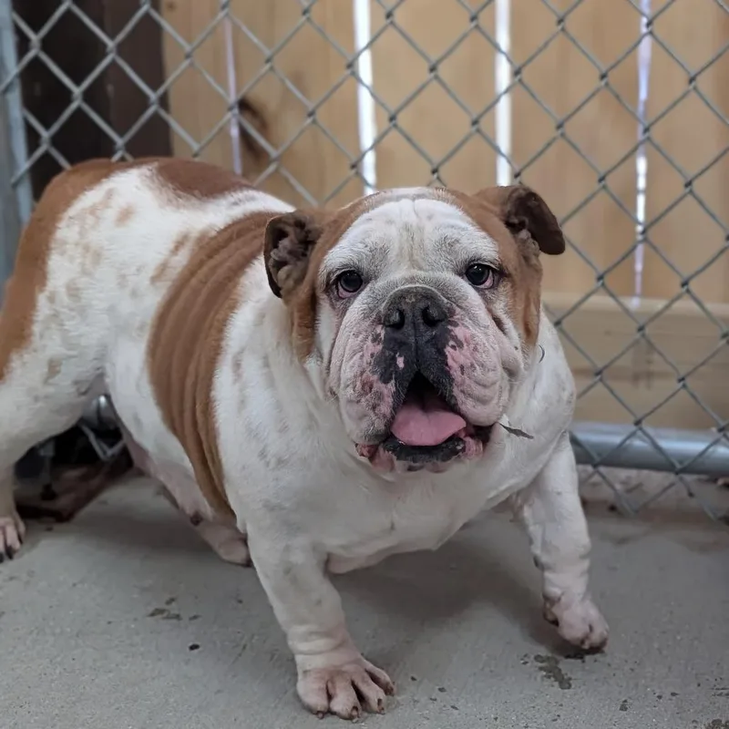 Magnolia thumbnail 3