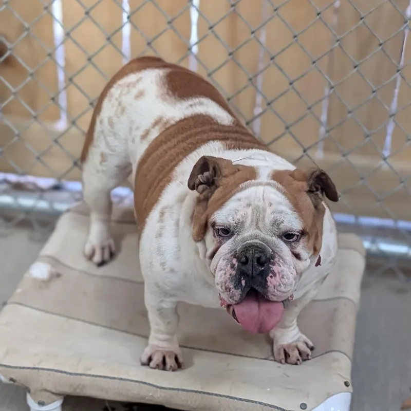 Magnolia thumbnail 4