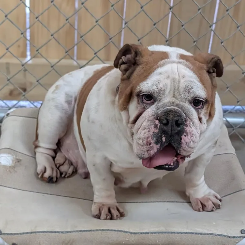 Magnolia thumbnail 5