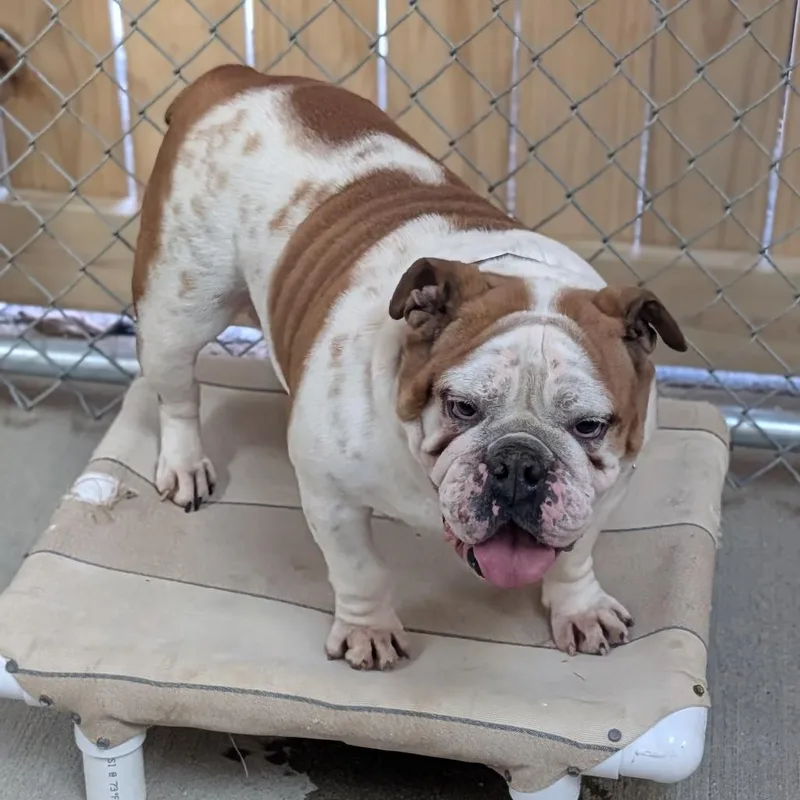 Magnolia thumbnail 6