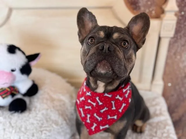 An adult small-sized male French Bulldog dog named Glen for adoption in Fairfield, CA