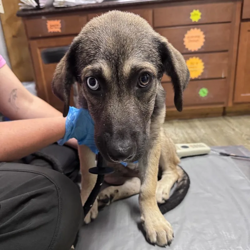 A baby medium-sized female Black Mixed Breed dog named Edna for adoption in Summerville, SC