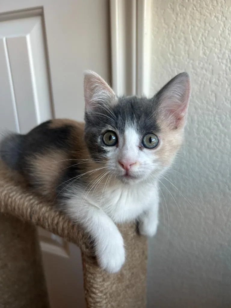 A baby small-sized female Domestic Long Hair cat named Aria for adoption in Lewisville, TX