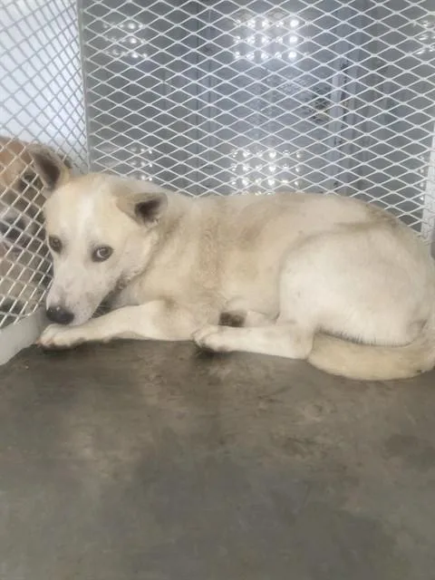 A young medium-sized male White / Cream Shepherd dog named Poe URGENT for adoption in Thousand Oaks, CA