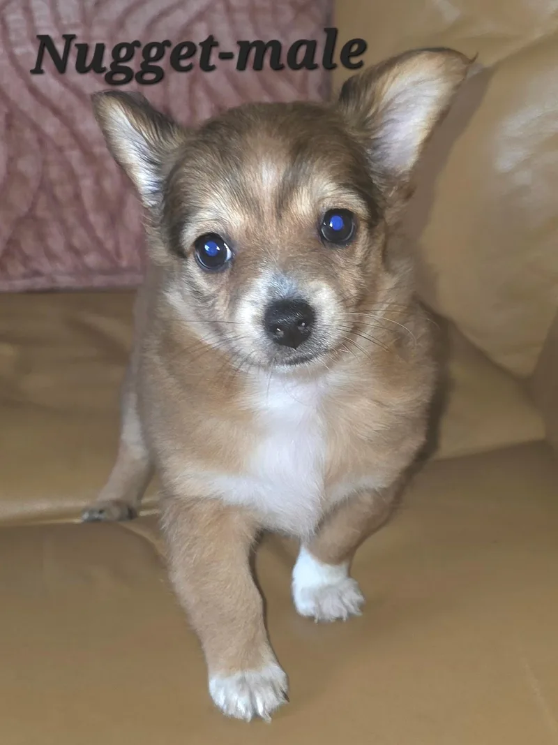 A baby small-sized male Chihuahua dog named Nugget And Squirt for adoption in Armada, MI