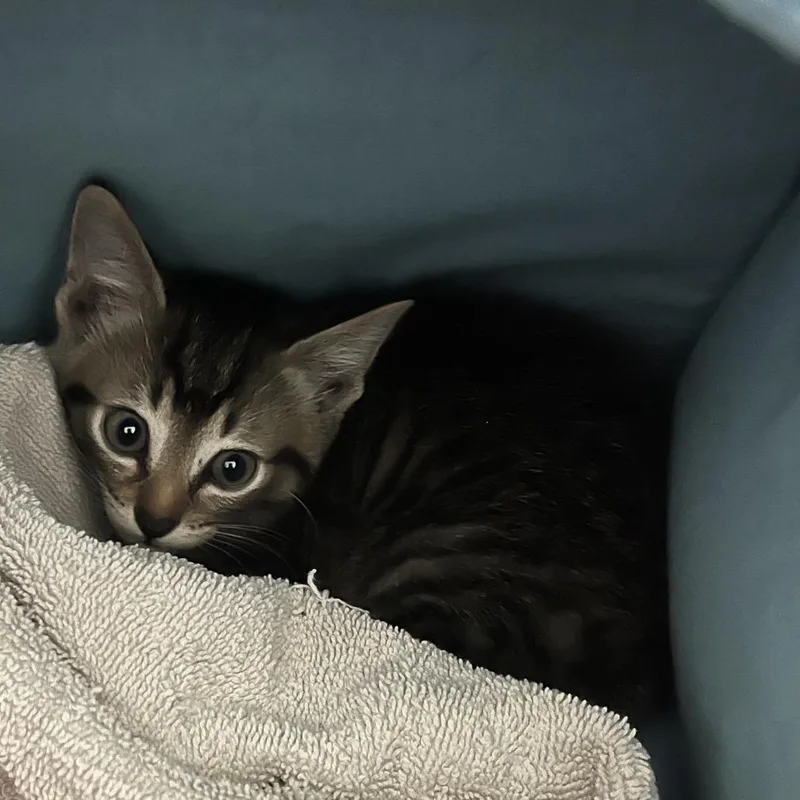 A baby small-sized female Brown / Chocolate Domestic Short Hair cat named Chance for adoption in Houston, TX