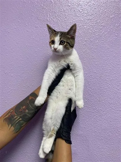 A baby small-sized female Domestic Short Hair cat named 61794172 for adoption in El Paso, TX