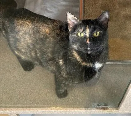 A young medium-sized female Domestic Short Hair cat named Hazel for adoption in Washington, DC