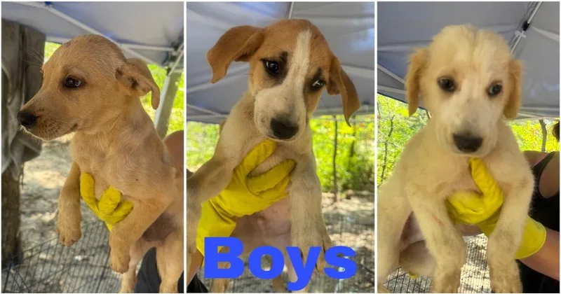 A baby large-sized male Beagle dog named Ryder for adoption in Quinlan, TX