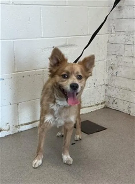 A young medium-sized male Cardigan Welsh Corgi dog named Monty for adoption in San Bernardino, CA