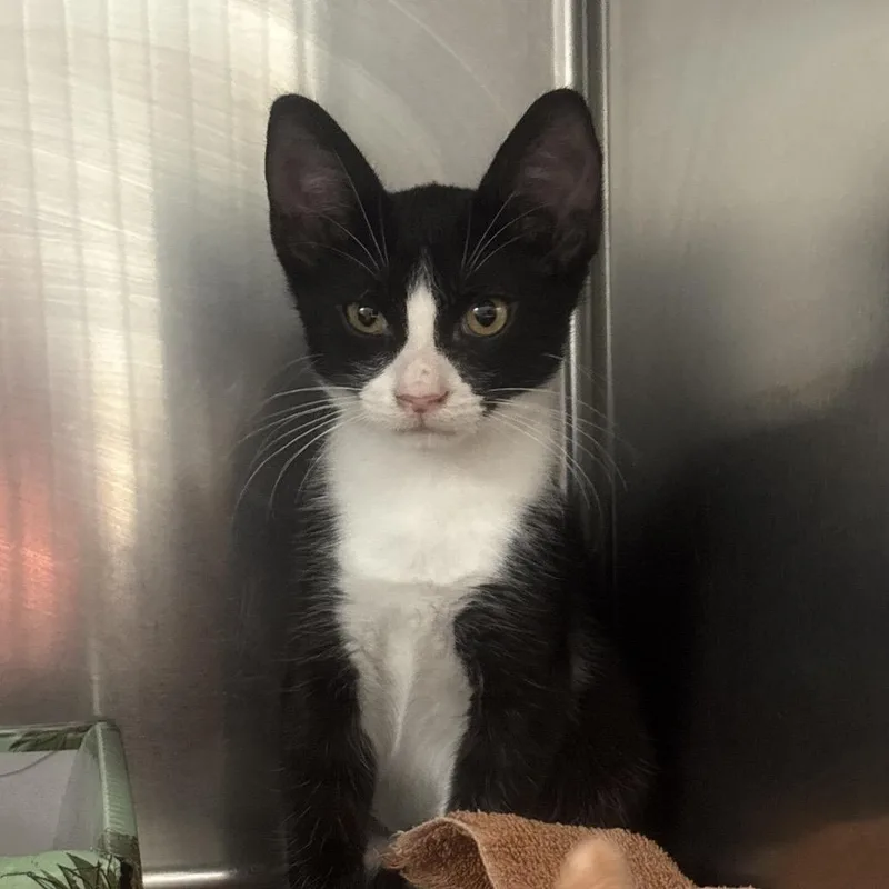 A baby small-sized male Black Domestic Short Hair cat named Chip for adoption in Valdosta , GA
