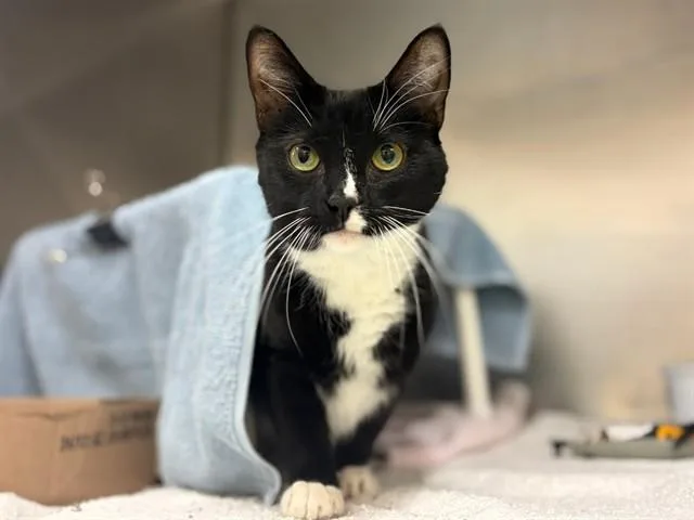 An adult medium-sized male Domestic Short Hair cat named Mittens for adoption in Fort Wayne, IN