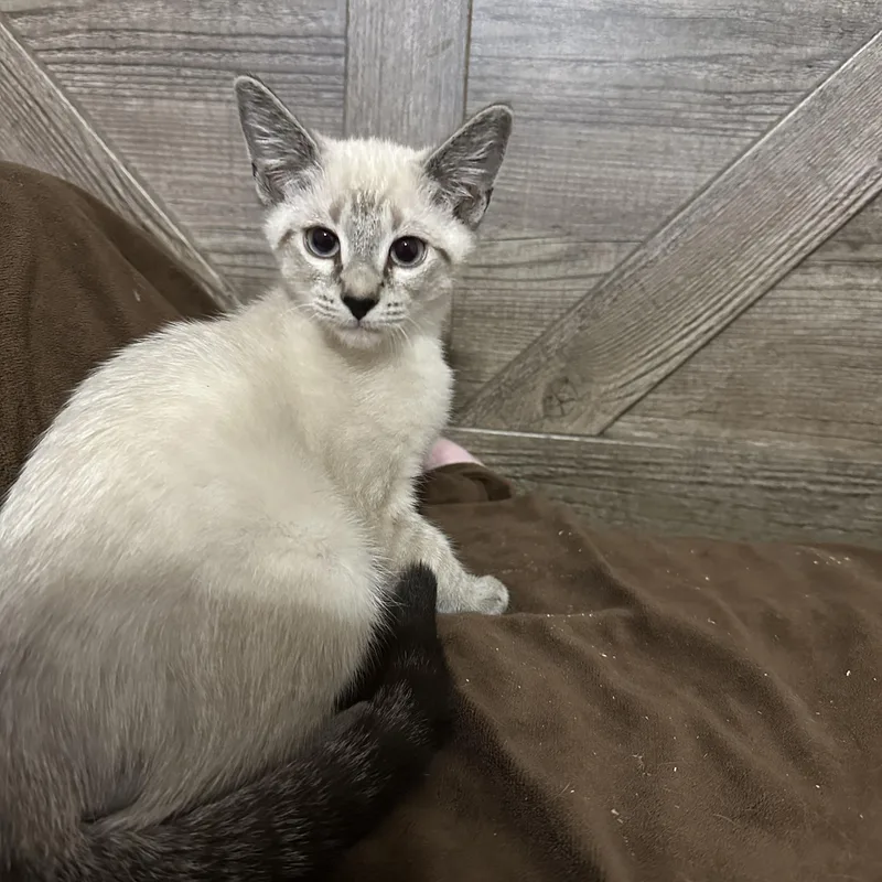 A baby small-sized male Siamese cat named Woody for adoption in queen creek, AZ