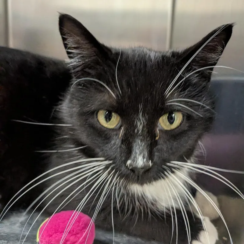 A young medium-sized female Black Domestic Short Hair cat named Estrella for adoption in Grand Rapids, MI