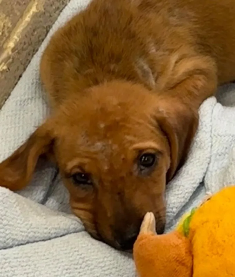 A baby small-sized male Black Mouth Cur dog named Wrigley for adoption in Elizabethton, TN