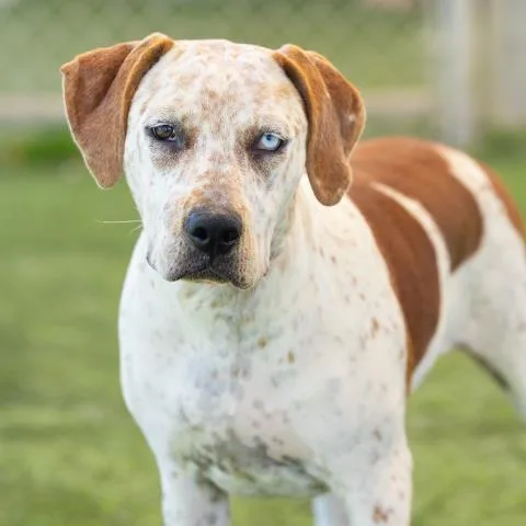 A young large-sized female Foxhound dog named Monica for adoption in Camarillo, CA