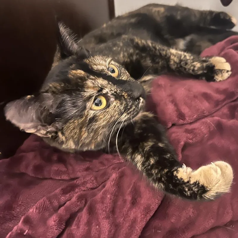 A young medium-sized female Tortoiseshell Domestic Short Hair cat named Honeysuckle for adoption in Talent, OR