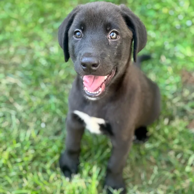 Tuck