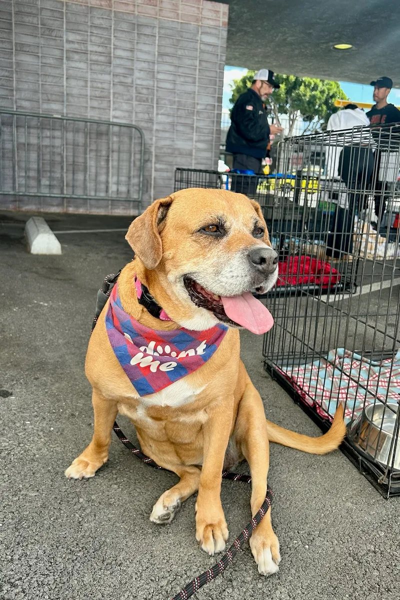 An adult large-sized female Yellow / Tan / Blond / Fawn Rhodesian Ridgeback dog named Arya for adoption in Marina Del Rey, CA