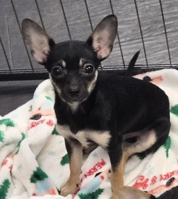 A young small-sized male Black Chorkie dog named Phish for adoption in Pottstown, PA