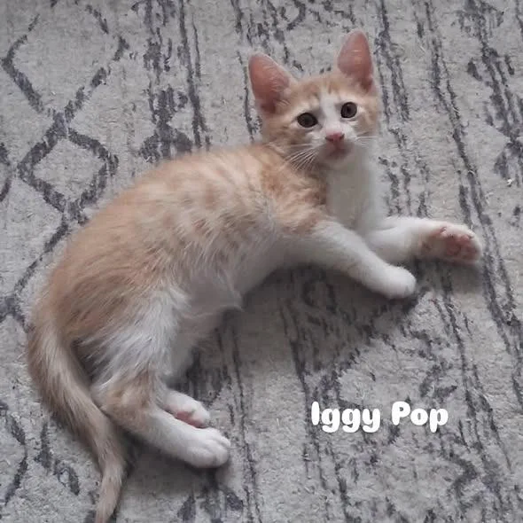 A baby small-sized male Cream / Ivory Domestic Short Hair cat named Iggy Pop for adoption in Miami, FL