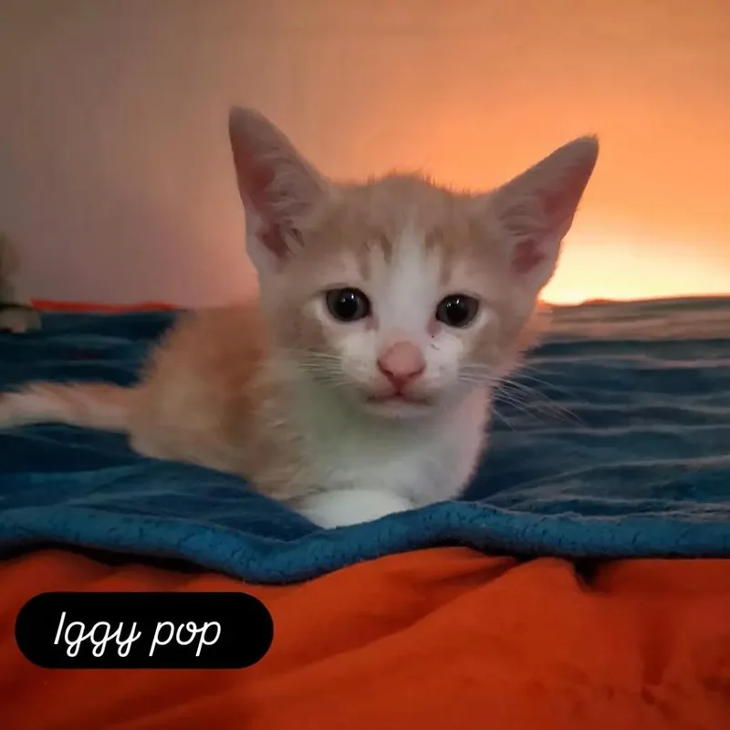Iggy Pop thumbnail 3