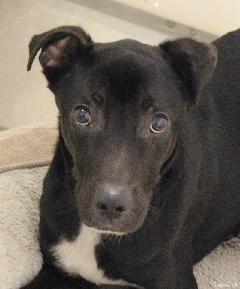 A young medium-sized male Black Great Dane dog named Ollie for adoption in Bedford, VA