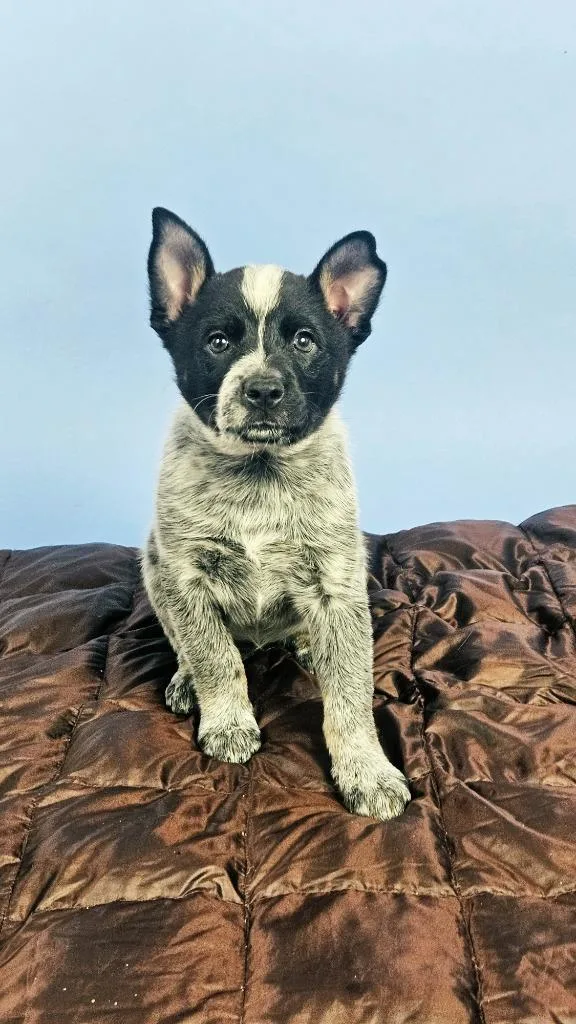 A baby medium-sized female Australian Cattle Dog / Blue Heeler dog named Wrangler for adoption in Phoenix, AZ