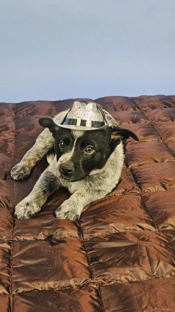 Wrangler thumbnail 5