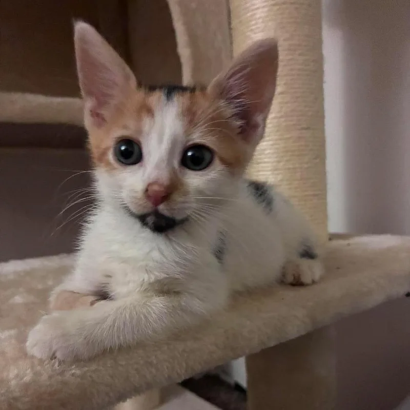 A baby small-sized female Calico Domestic Short Hair cat named Sandy Cheeks for adoption in Jarrettsville, MD