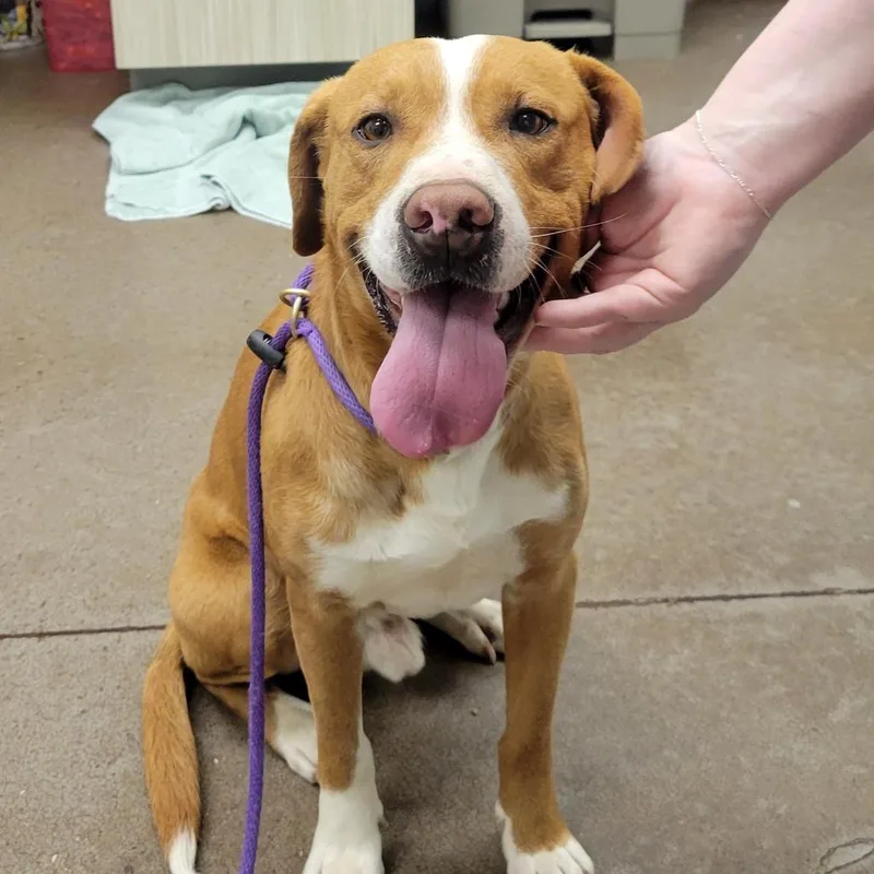 An adult medium-sized male Brown / Chocolate Mixed Breed dog named Ramen for adoption in Chattanooga, TN