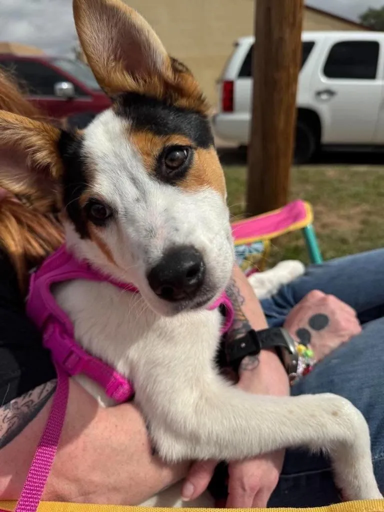 A baby medium-sized female Australian Shepherd dog named Bella for adoption in Salt Lake City, UT