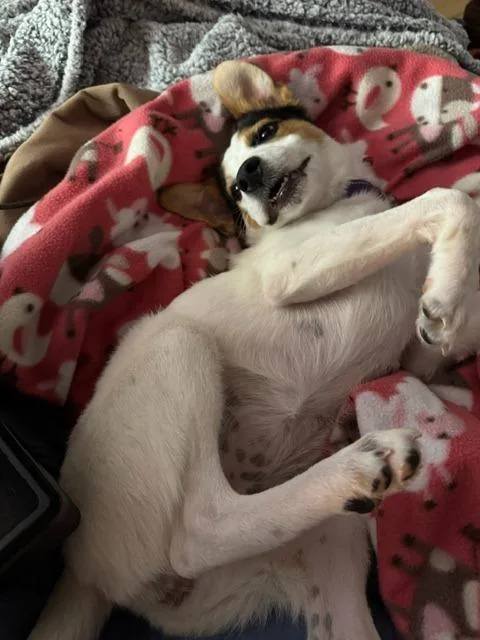 Bella thumbnail 3