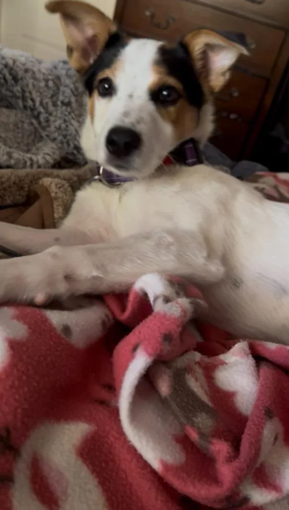 Bella thumbnail 6