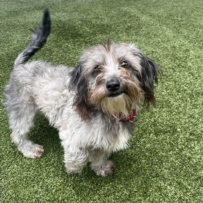 An adult small-sized male Gray / Blue / Silver Mixed Breed dog named Bubba for adoption in Fairport, NY