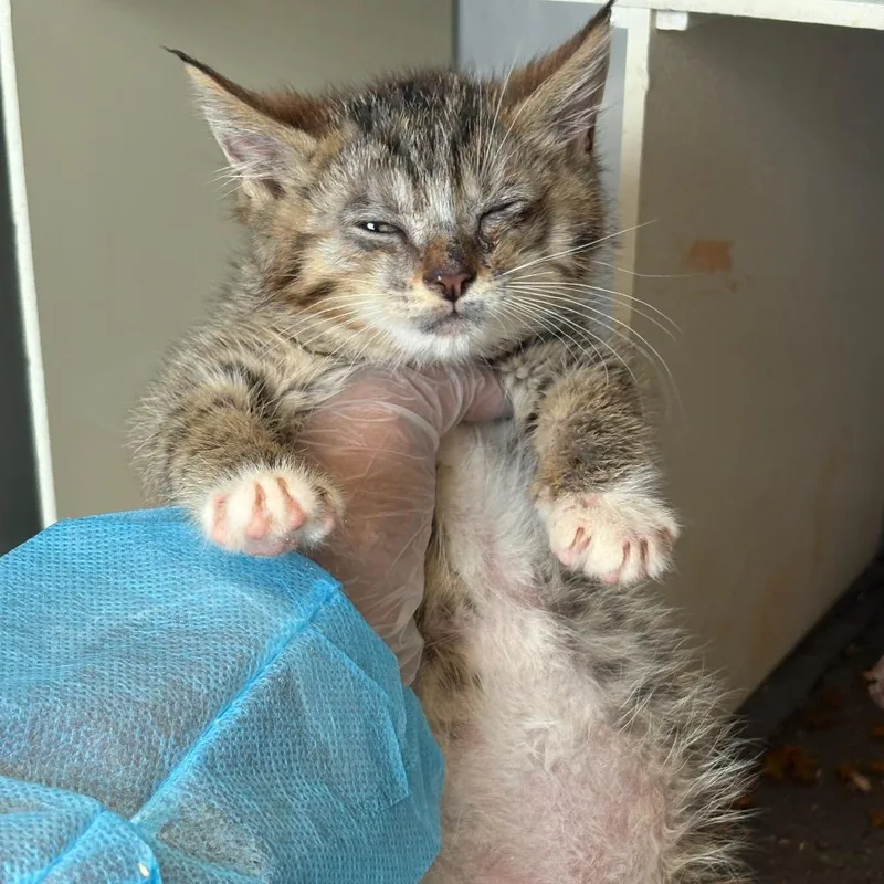 A baby small-sized male Brown / Chocolate Domestic Short Hair cat named Cody for adoption in Newark, NJ