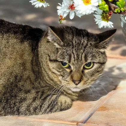 An adult medium-sized female Domestic Short Hair cat named Mia for adoption in Camano Island, WA