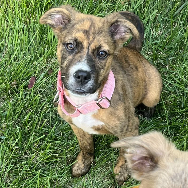 A baby small-sized female Brindle Mixed Breed dog named Lil for adoption in Rockville, MD