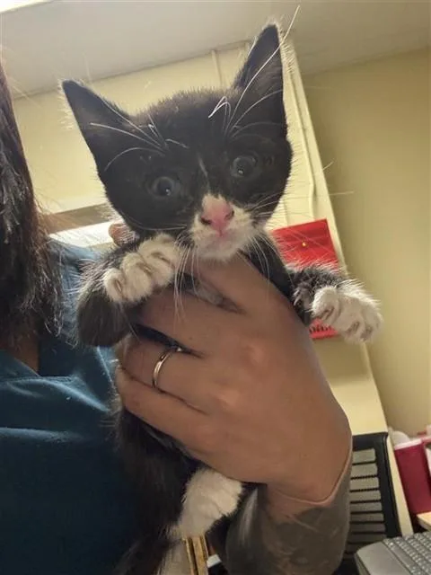 A baby small-sized male Domestic Short Hair cat named Funyuns for adoption in Sacramento, CA