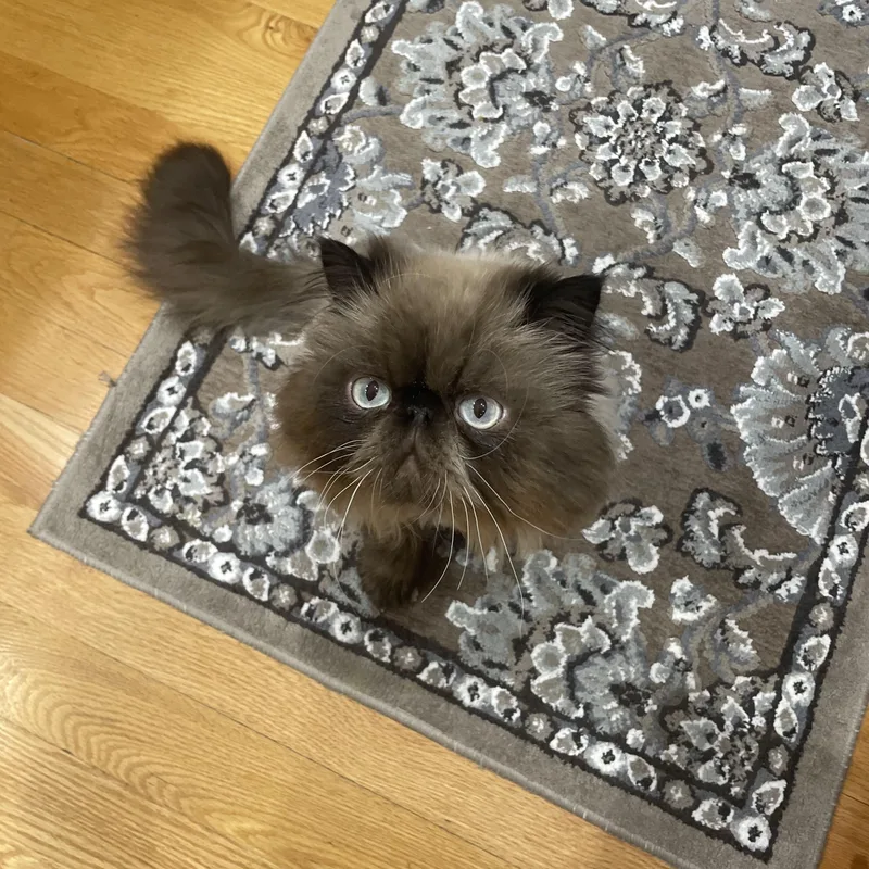 An adult medium-sized male Seal Point Persian cat named Gizmo for adoption in Mechanicsburg, PA
