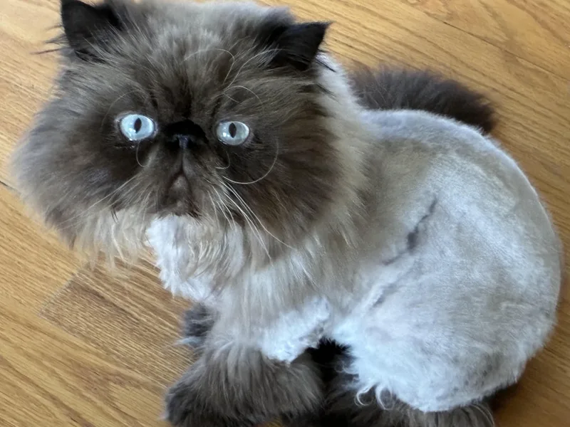 Gizmo thumbnail 2