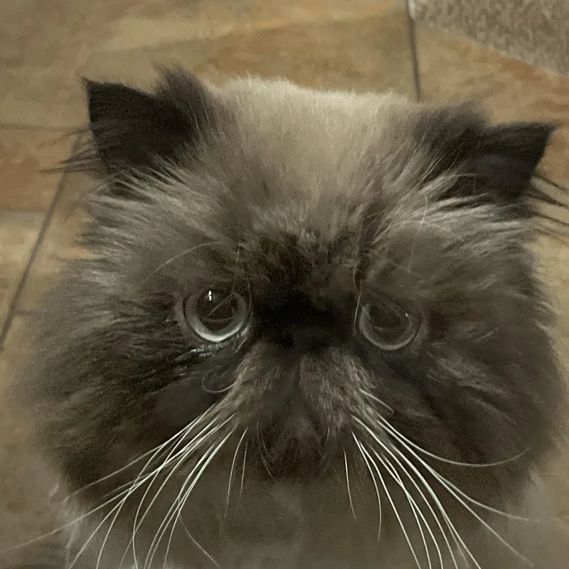 Gizmo thumbnail 3