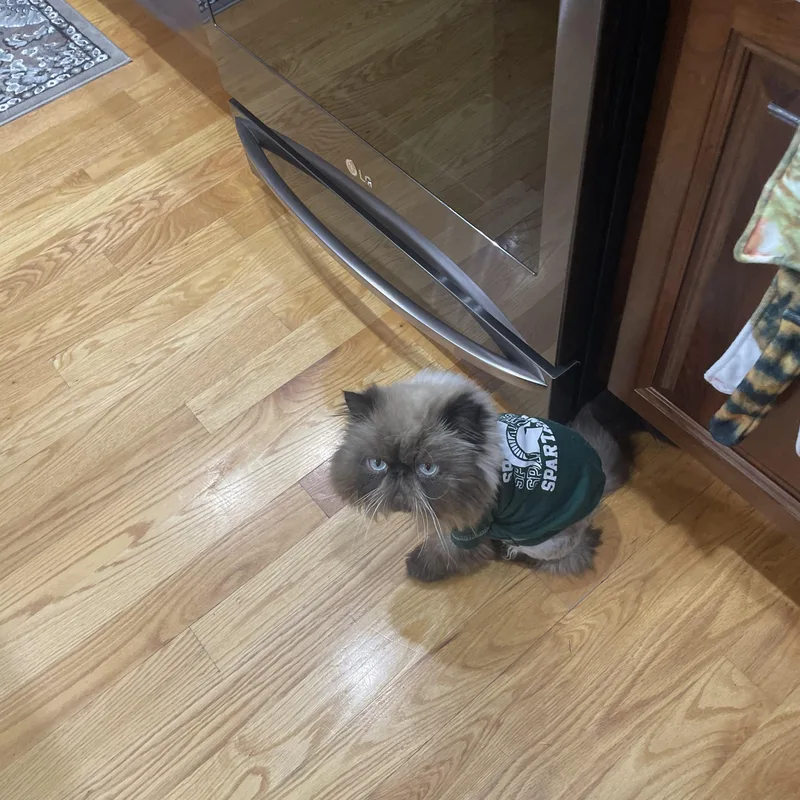 Gizmo thumbnail 5