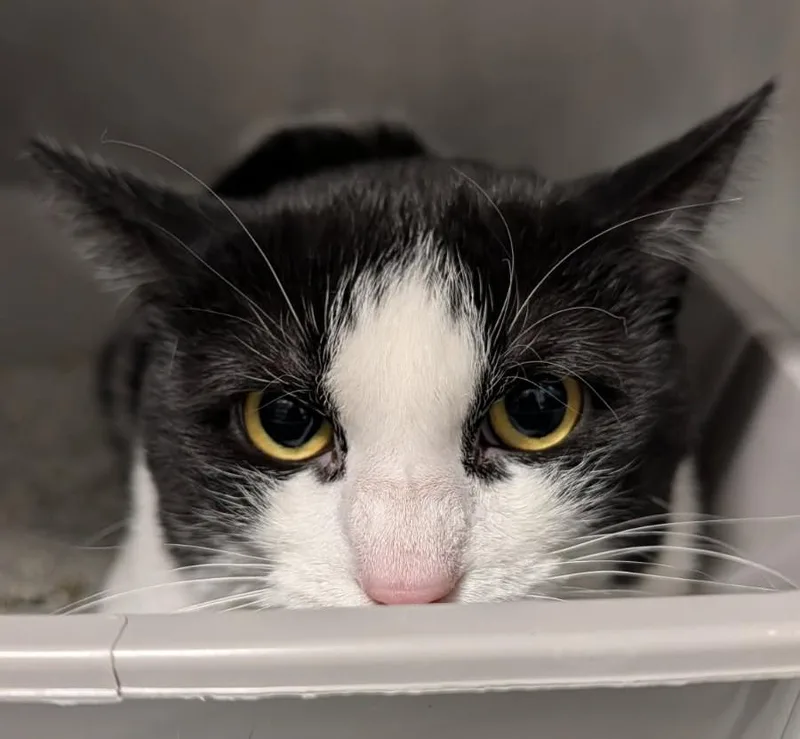 An adult medium-sized male Black & White / Tuxedo Domestic Short Hair cat named Baby for adoption in Yorkville, IL