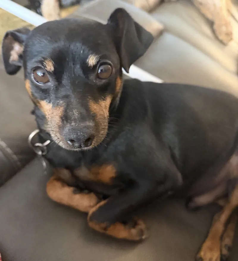 An adult small-sized male Miniature Pinscher dog named Denver for adoption in Staley, NC