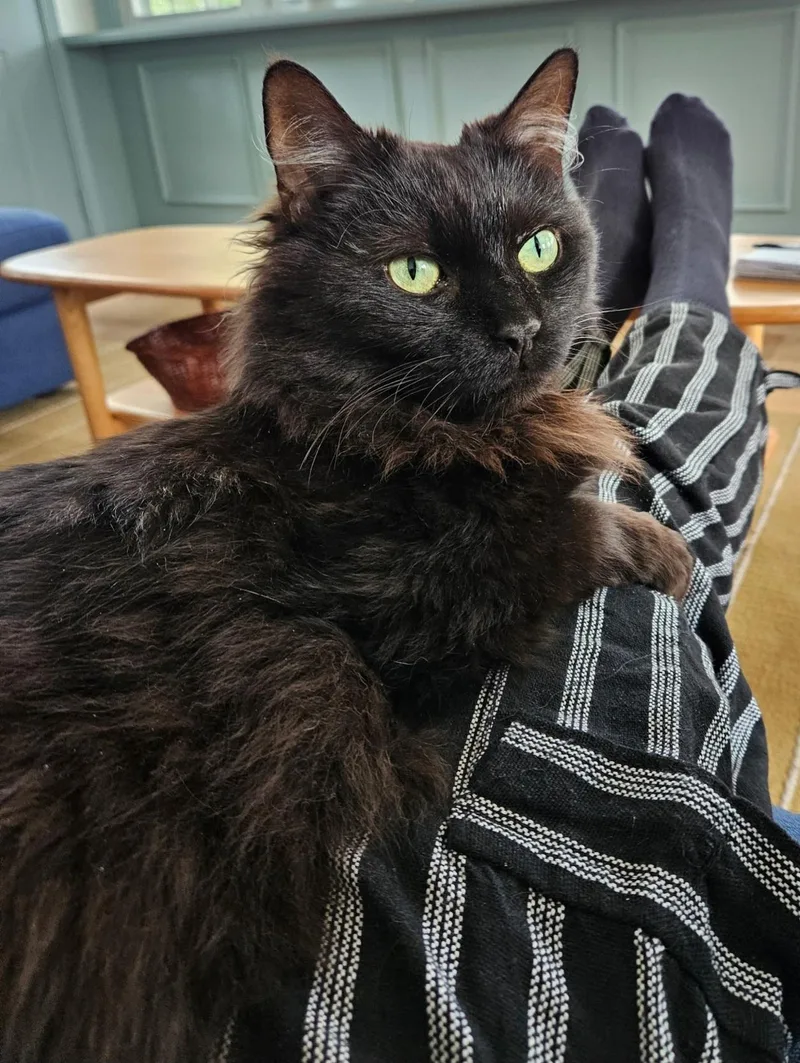 An adult medium-sized male Black Domestic Medium Hair cat named Prince for adoption in Bear, DE