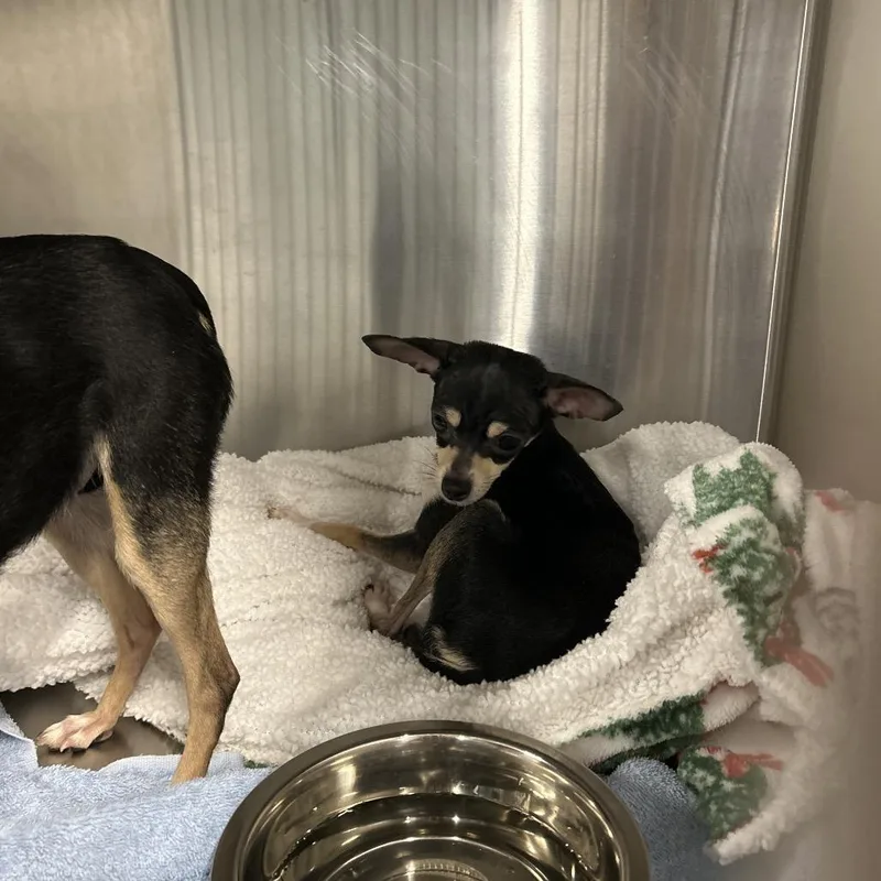 A young small-sized female Black Chihuahua dog named Amor for adoption in Greensboro, NC