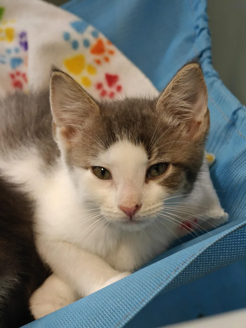 A baby small-sized male Gray & White Domestic Short Hair cat named Smith for adoption in New Britain, CT