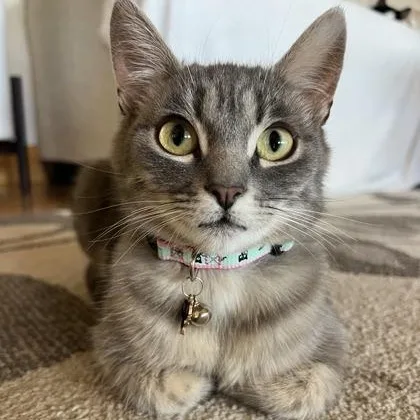An adult medium-sized female Tabby (Buff / Tan / Fawn) Domestic Short Hair cat named Betsy for adoption in Bridgeport, CA